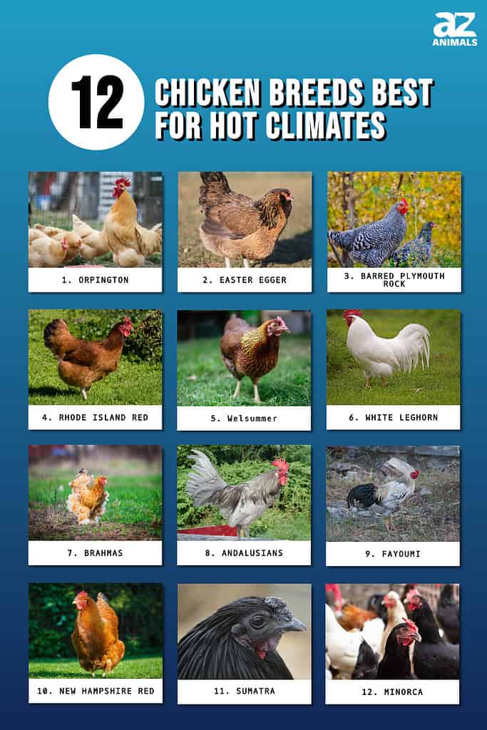 Climate-Resilient Chicken Breeds: Best Heat-Tolerant Chickens for 2026's Extreme Weather