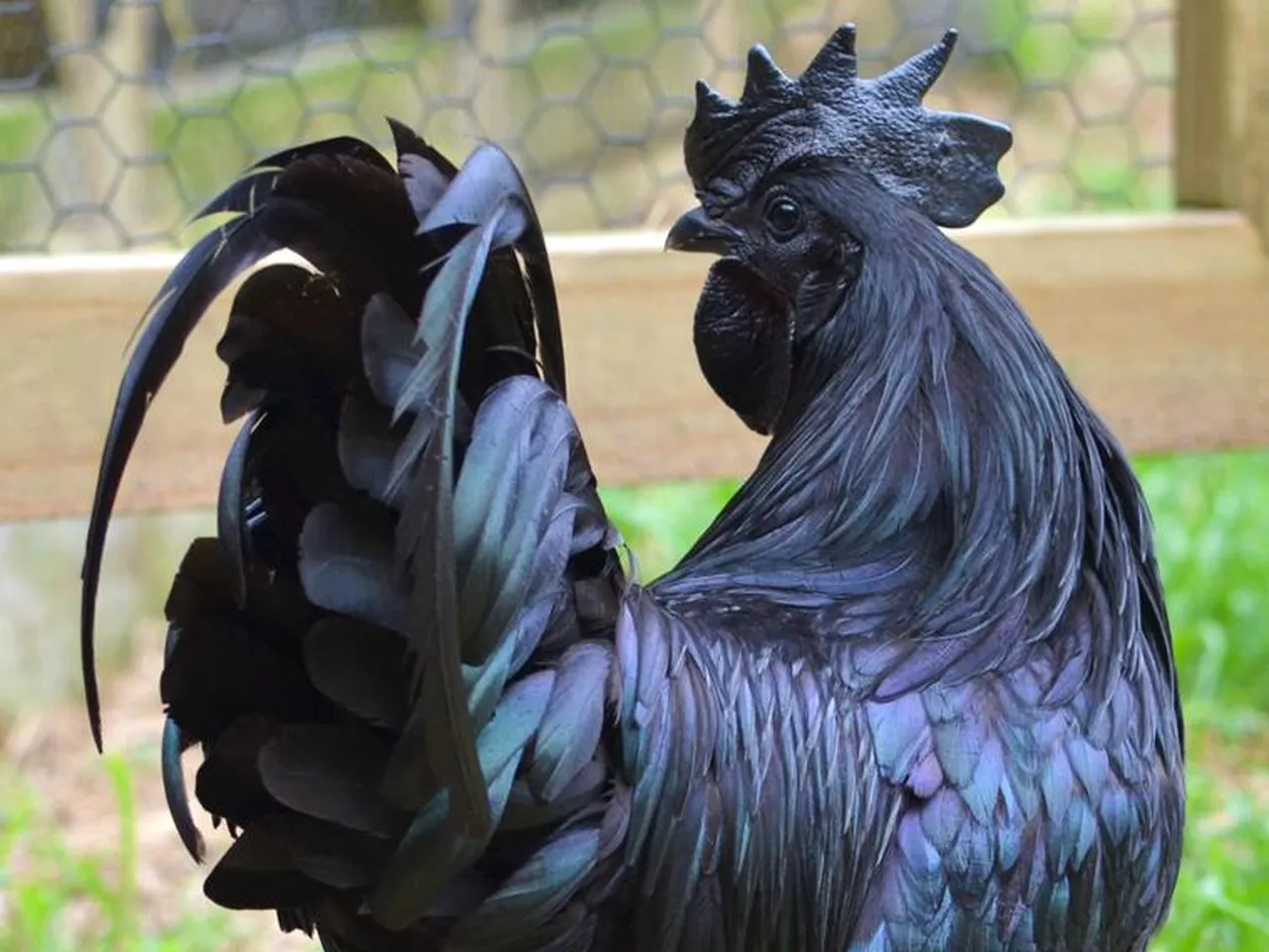 black chickens
