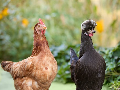 Polish chickens