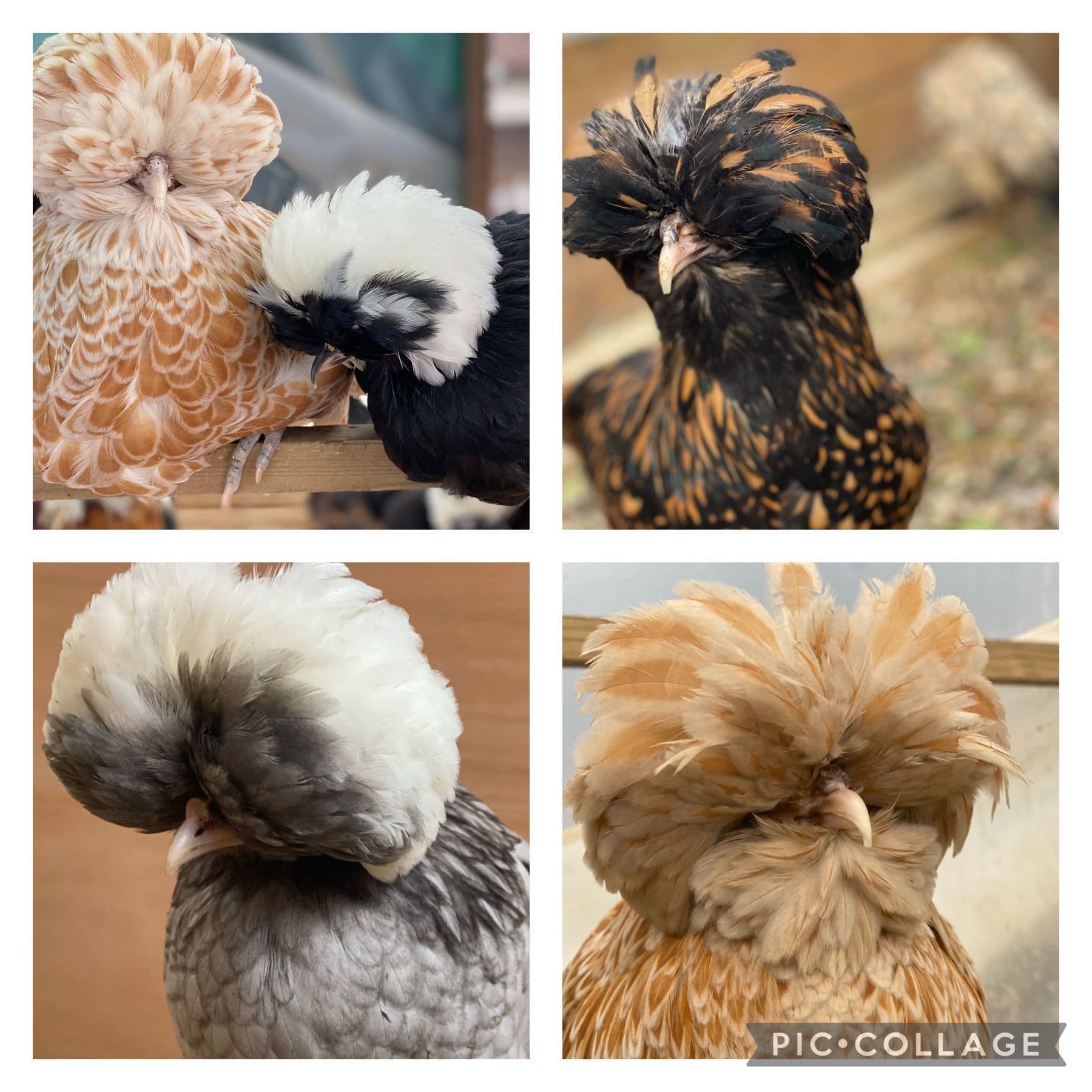 to Raising Polish Chickens