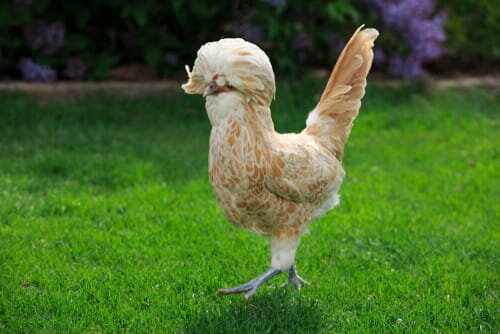 Best Polish Chicken Breeds for Backyard Flocks