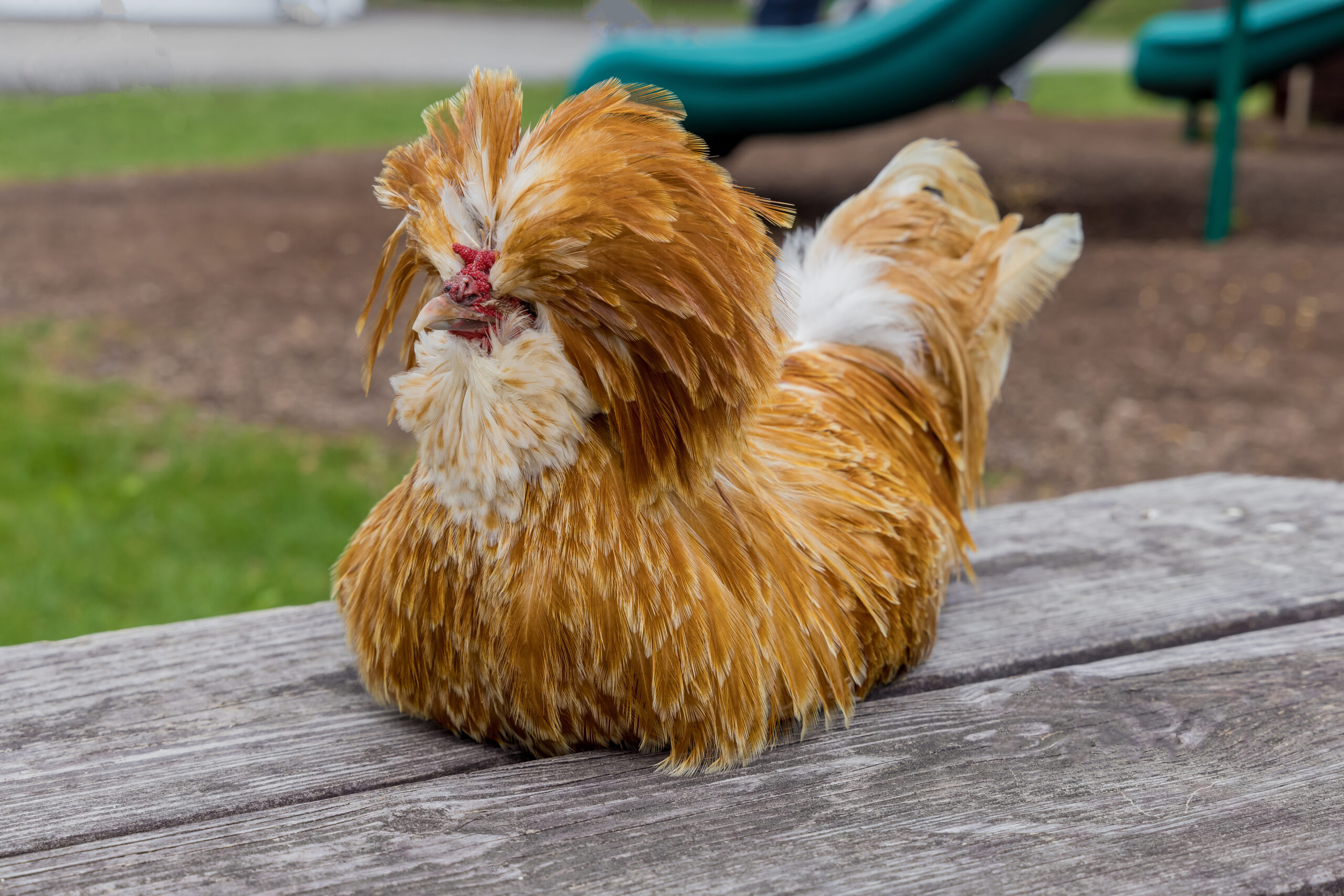 to Raising Polish Chickens