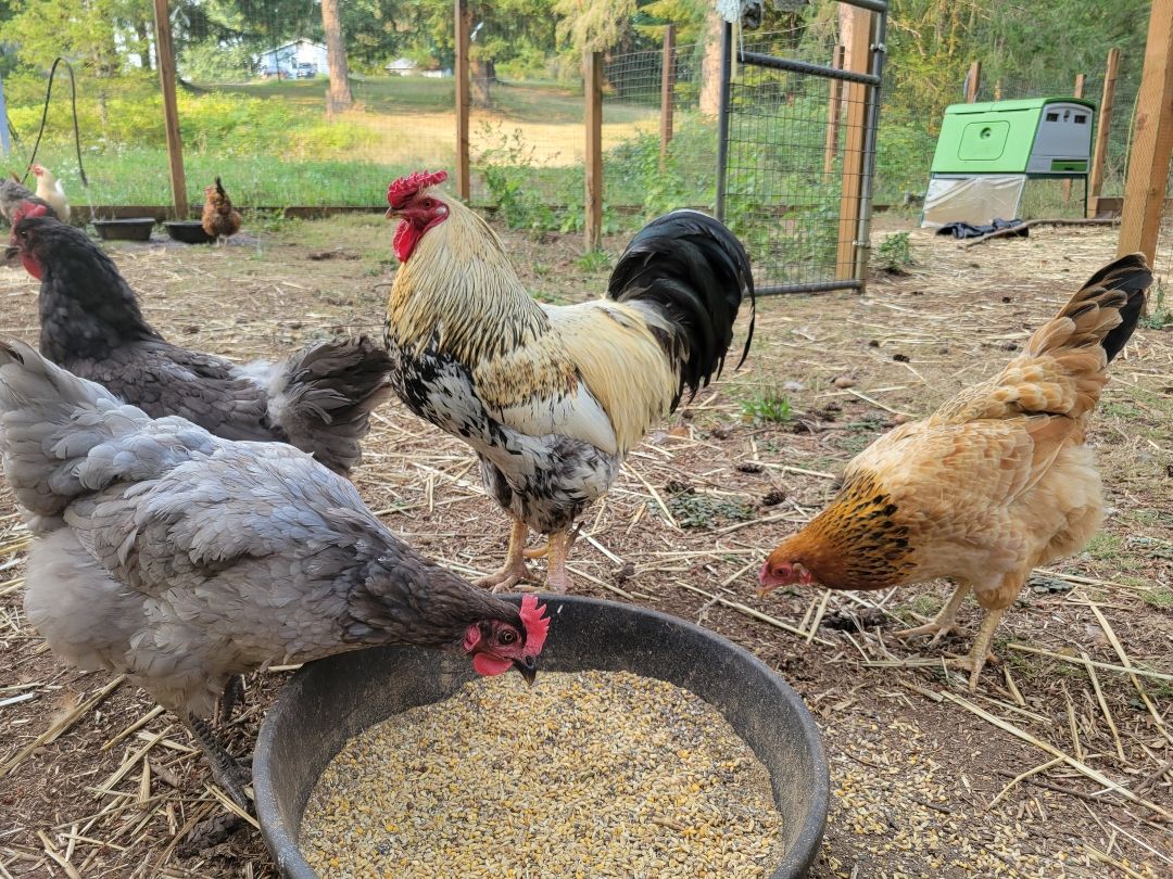 raising chickens