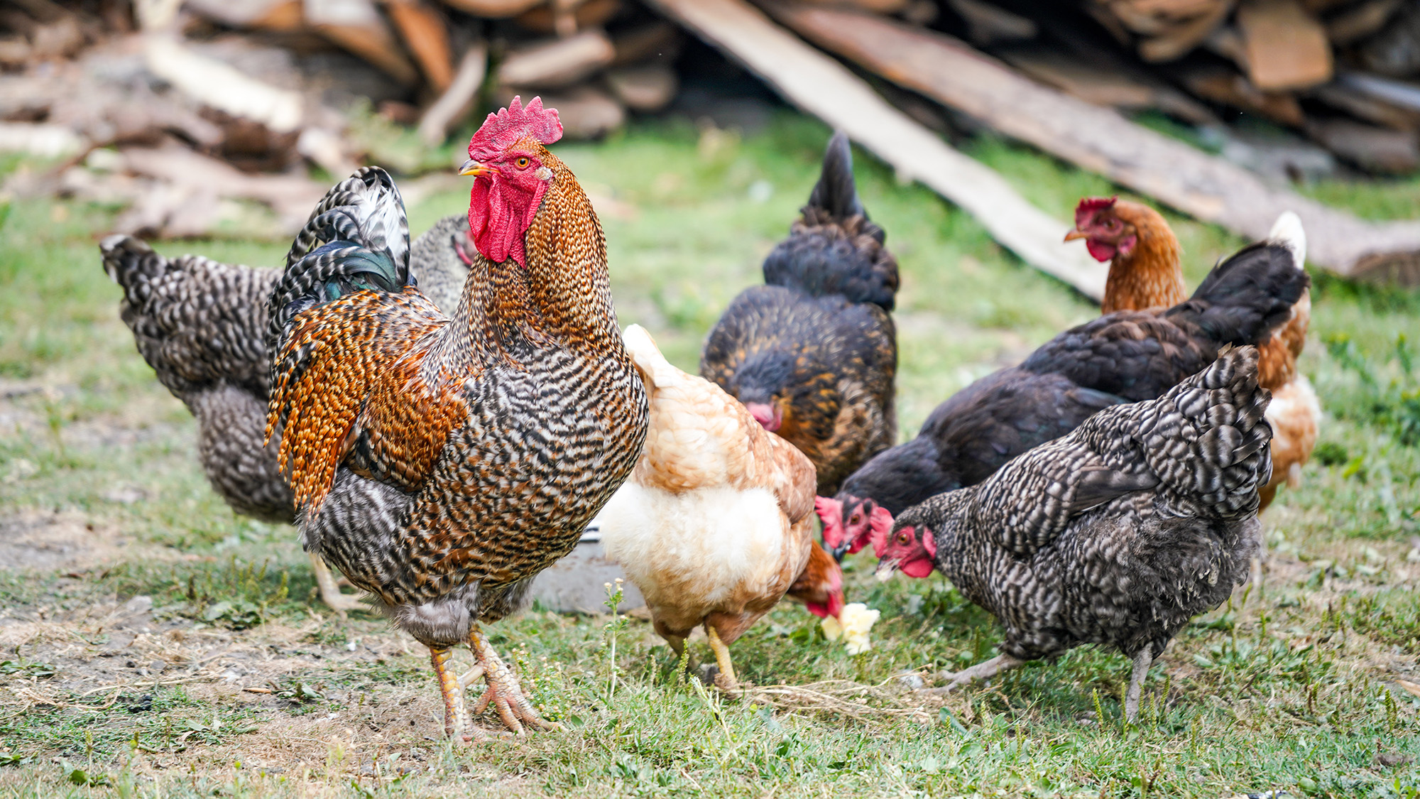raising chickens
