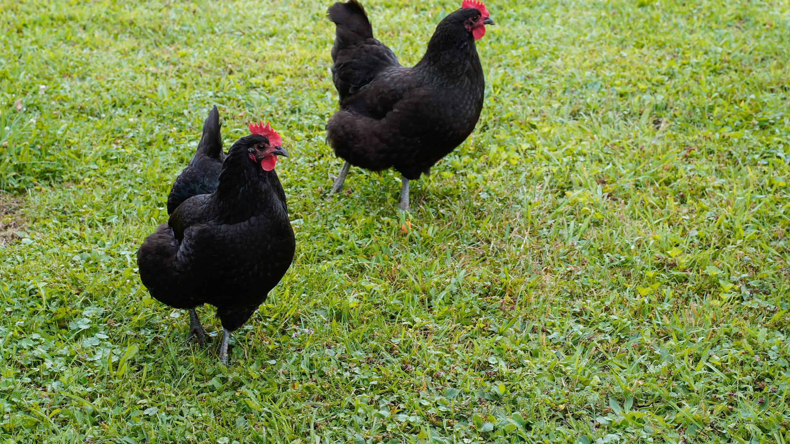 black chickens