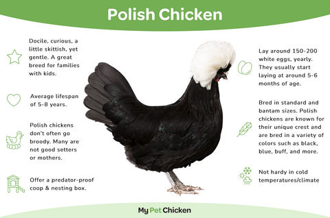 Polish Chickens vs Fancy Blue Egg Layers: Which Premium Breed is Worth the Investment in 2026?
