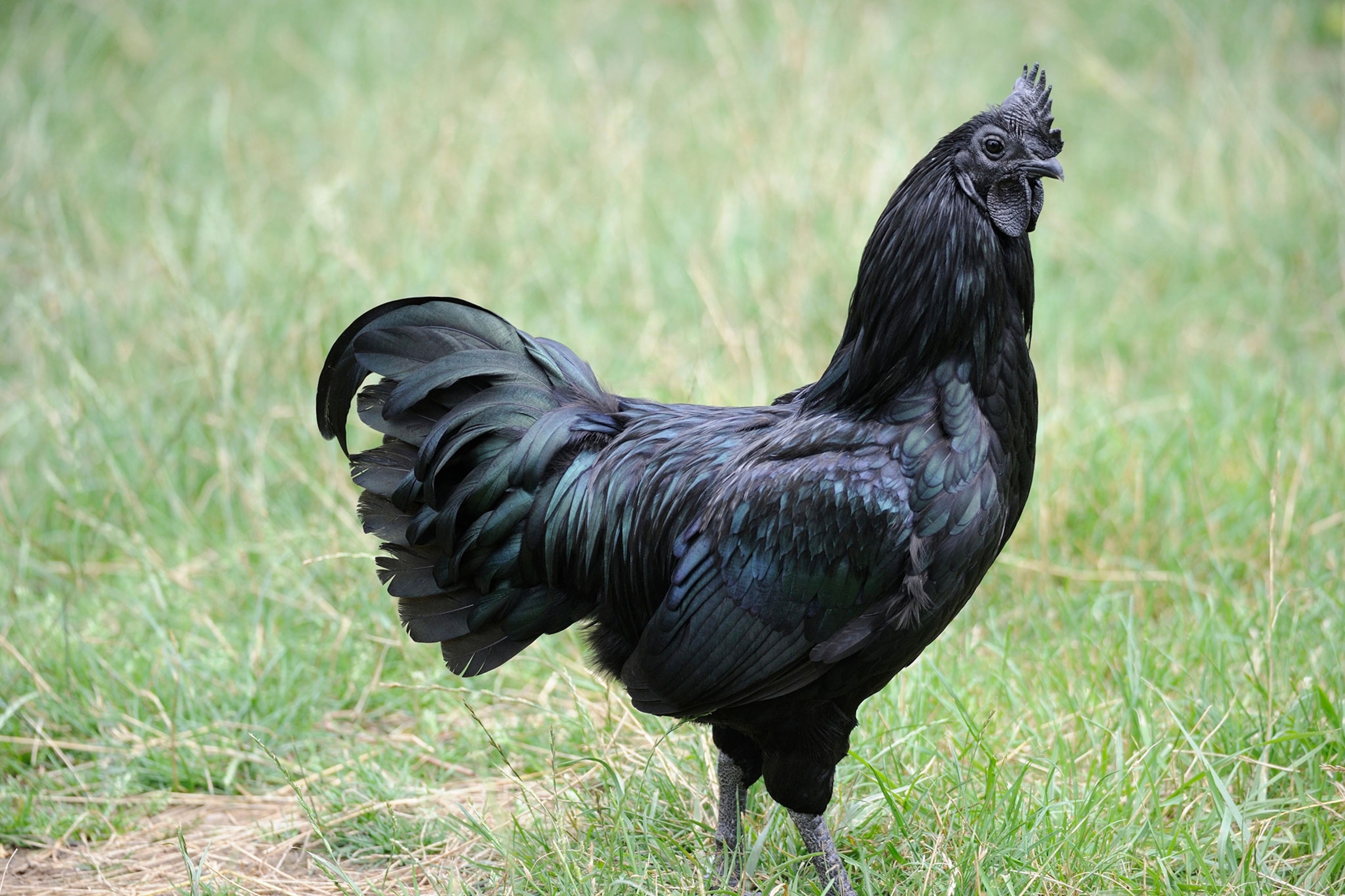 2026 guide: The Best Black Polish Chickens for Blue Eggs and Low-Maintenance Raising