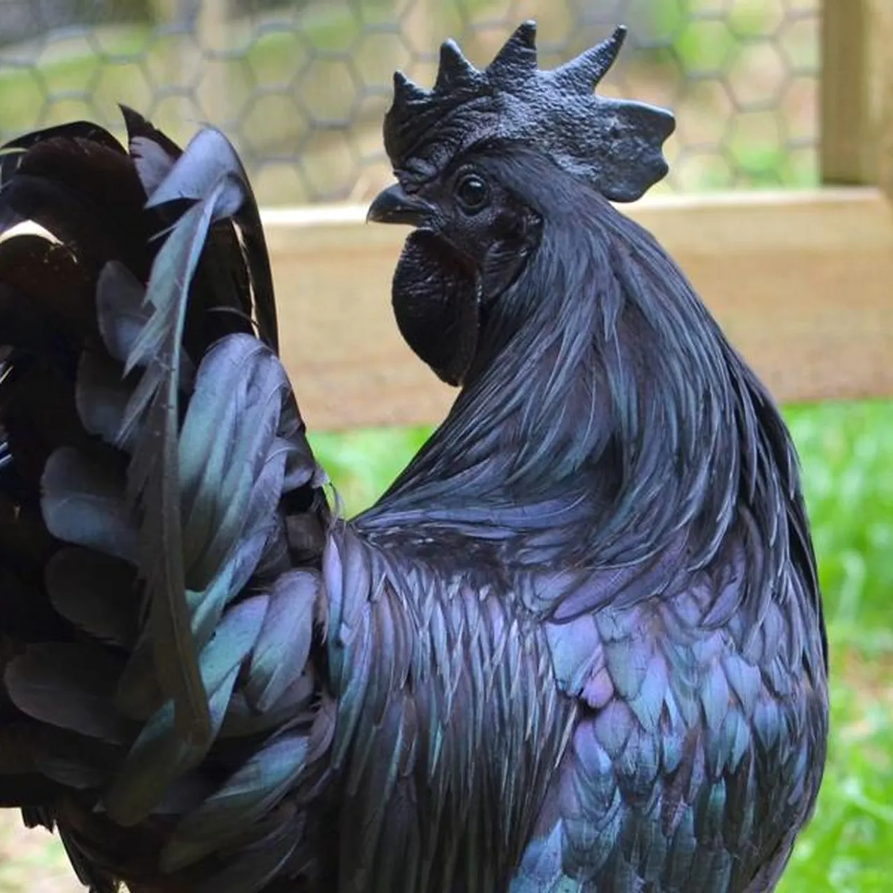 black chickens