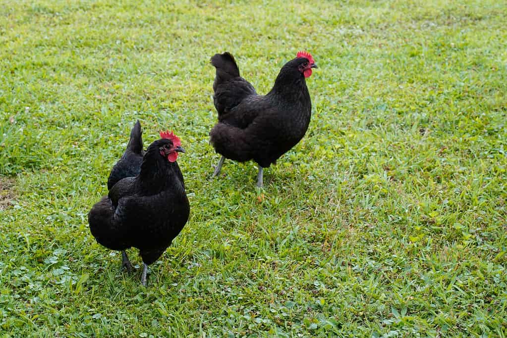 black chickens