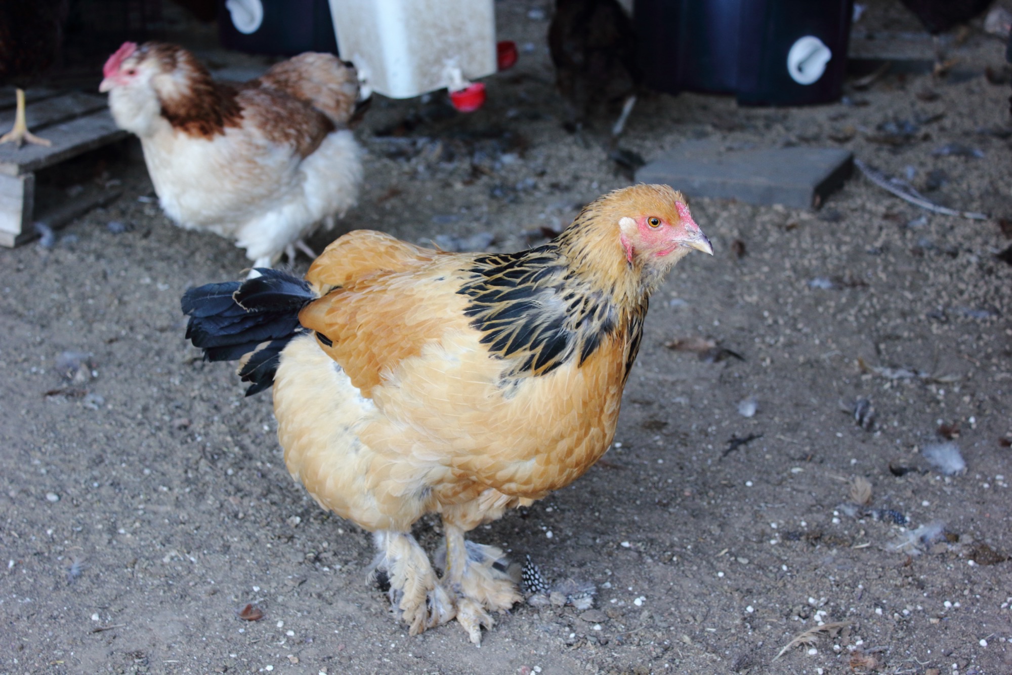 Expert Chicken