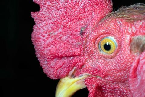 Expert Chicken