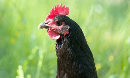 raising chickens