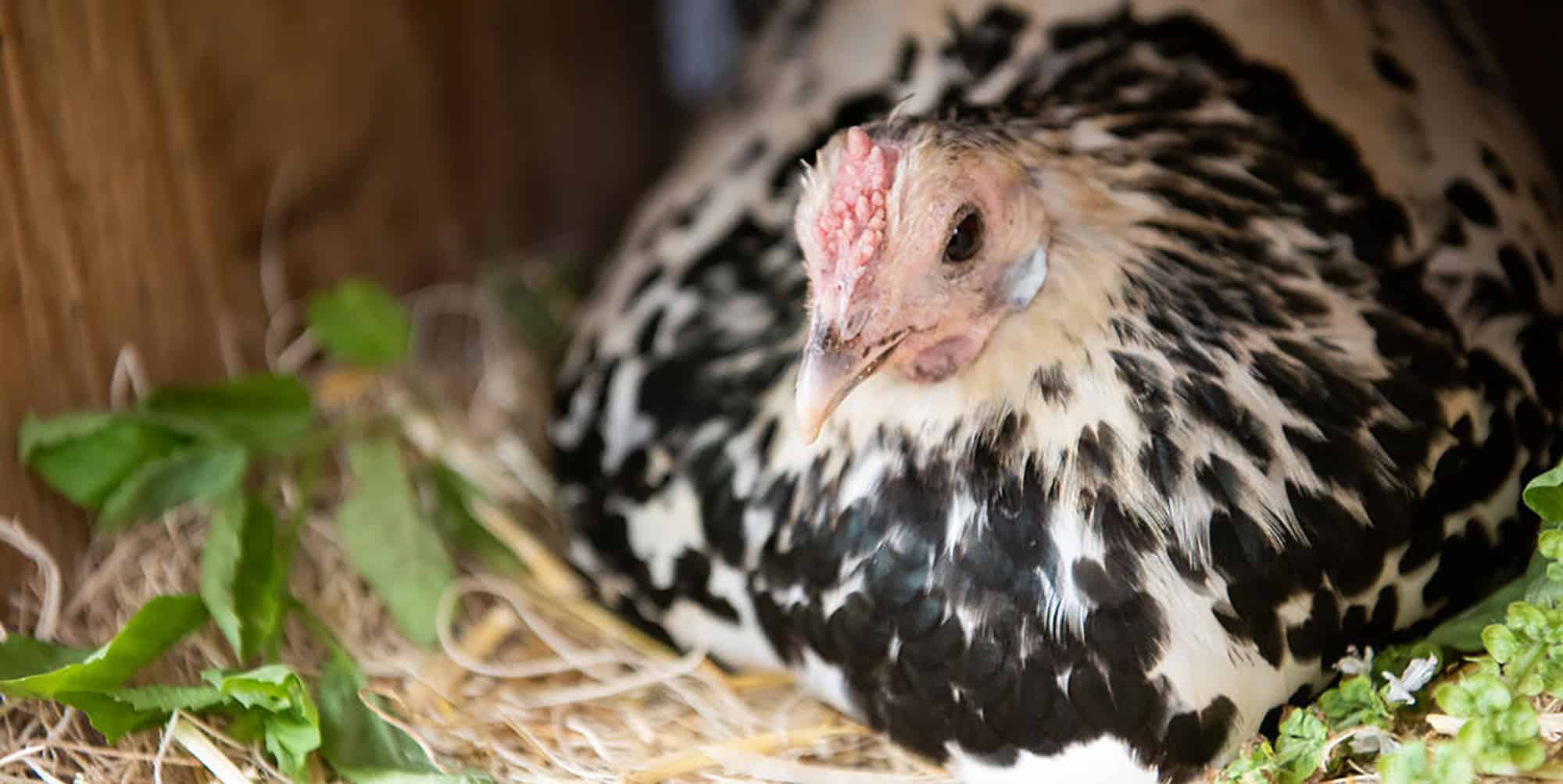 raising chickens