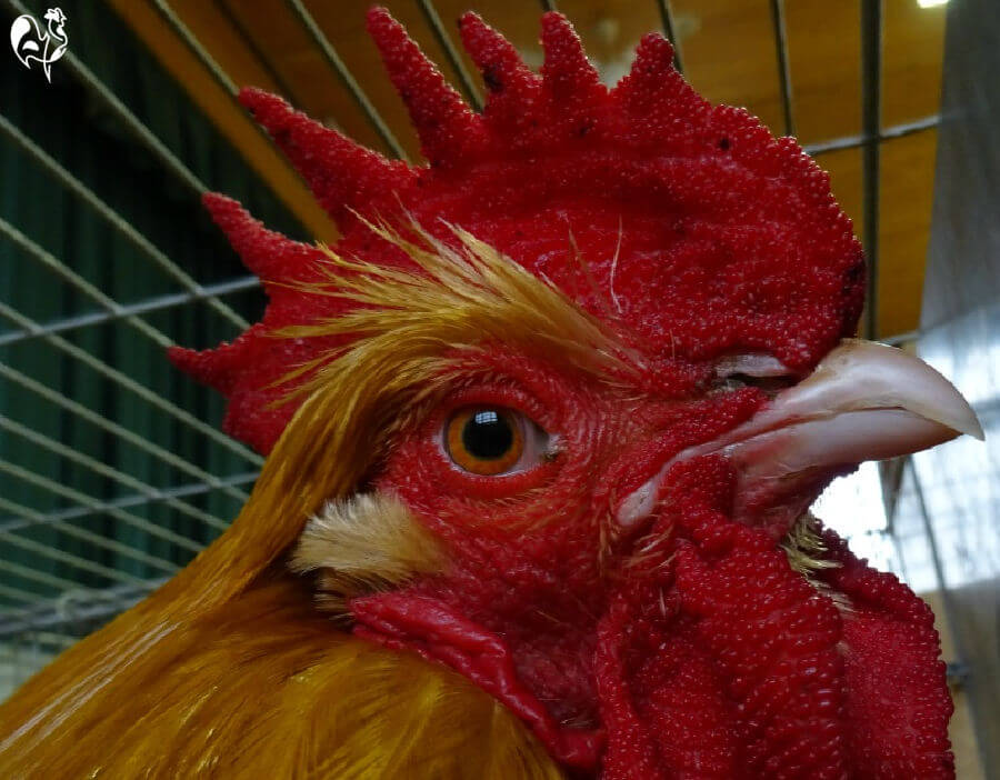 2026 guide: Raising Black Chickens and Polish Chickens for Year-Round Egg Production
