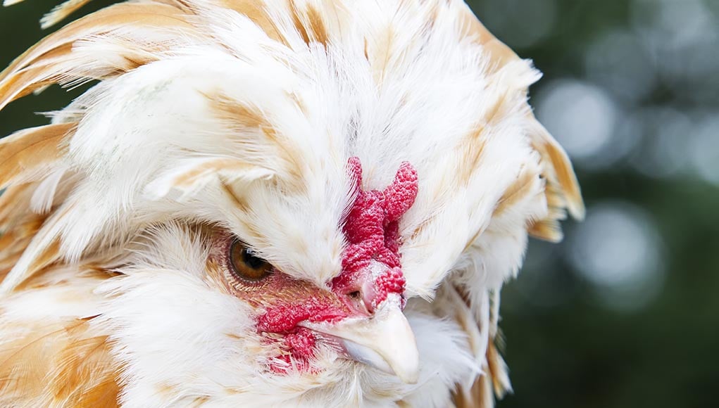 polish chickens