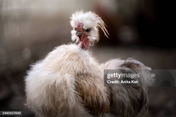 polish chickens