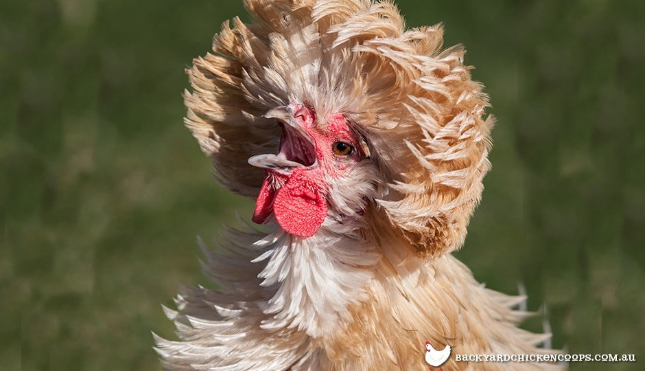 polish chickens