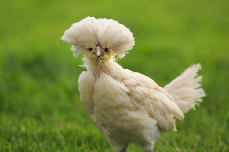 polish chickens