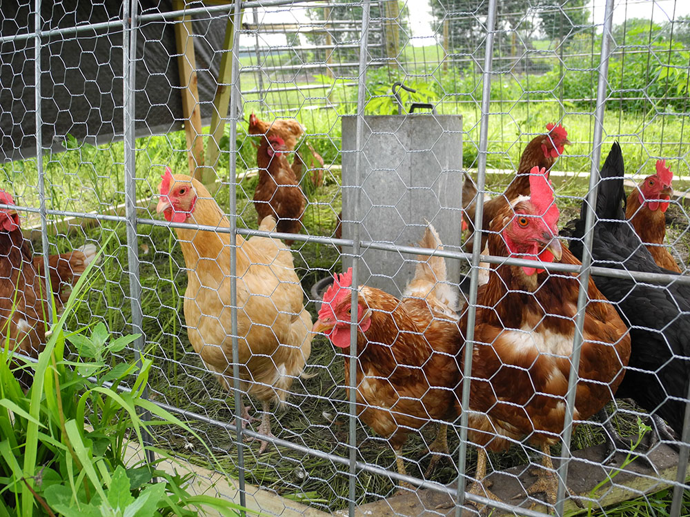 2026 guide to Raising Chickens: Top Feeding Trends for Black, Polish, and Fancy Blue-Egg Breeds