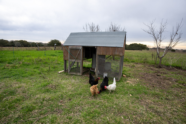 to Raising Chickens