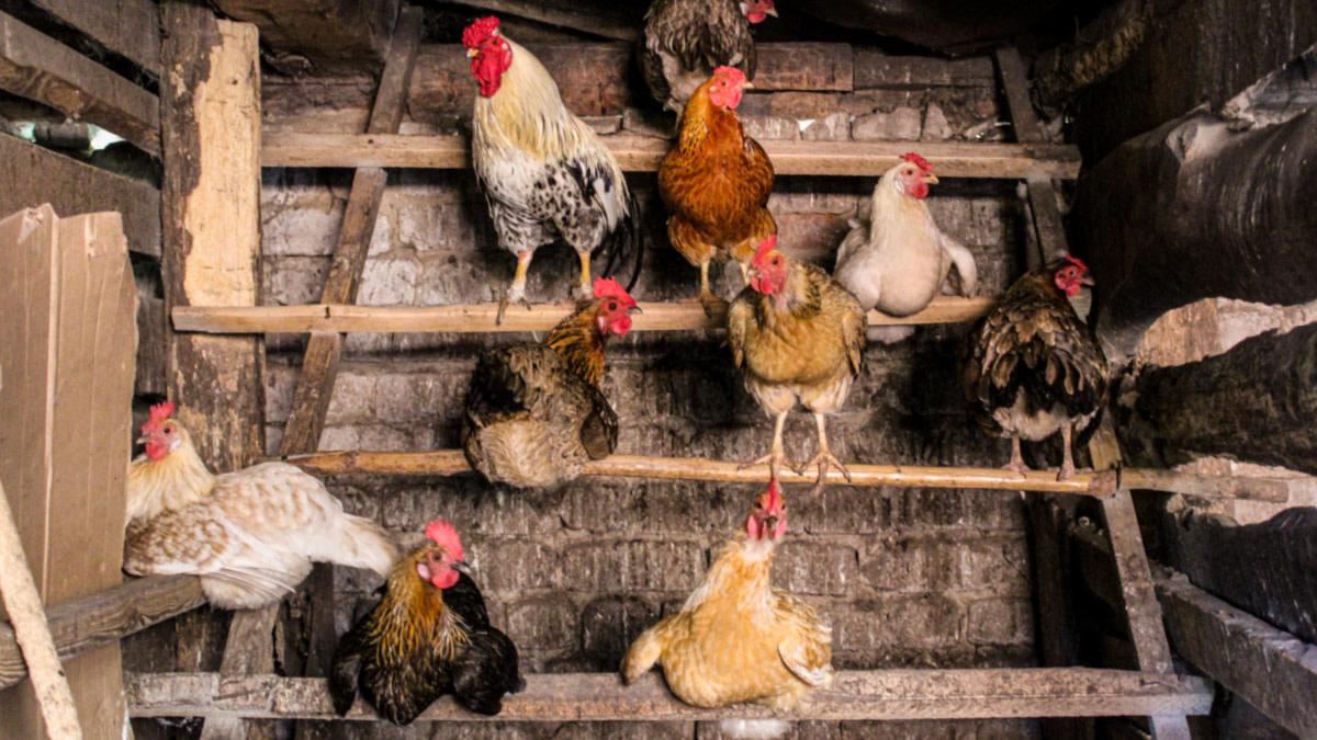 to Raising Chickens