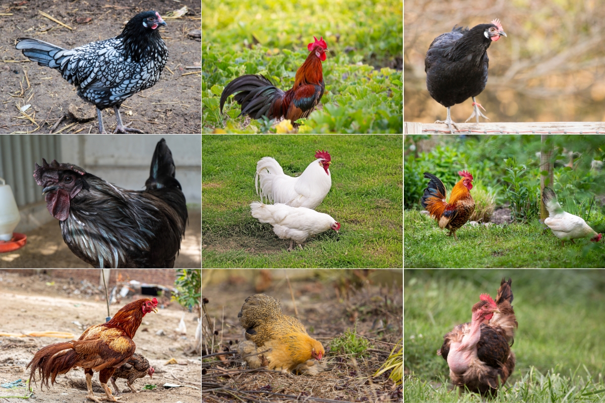 Climate-Resilient Chicken Breeds for 2026: Best Heat-Tolerant Chickens as Temperatures Rise