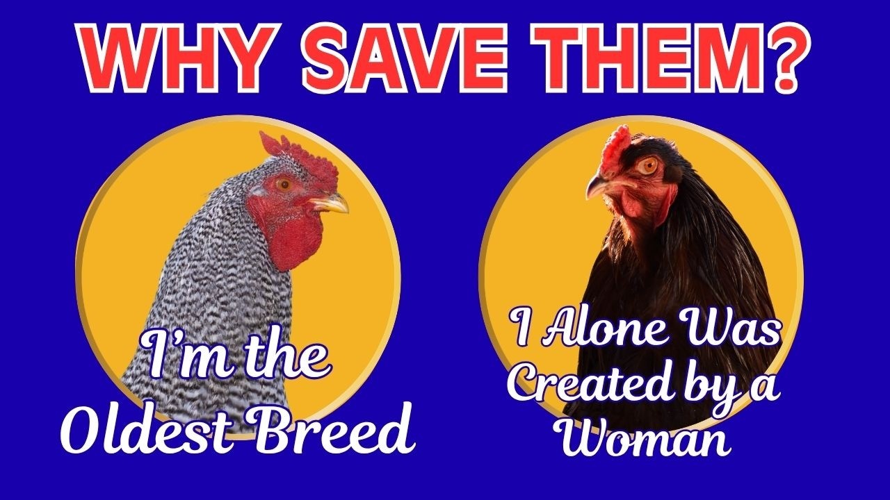 Lab-Grown vs. Backyard: Why Heritage Chicken Breeds Are Trending in 2026