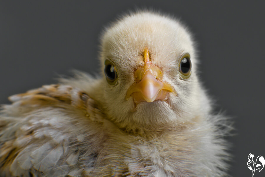 raising chickens