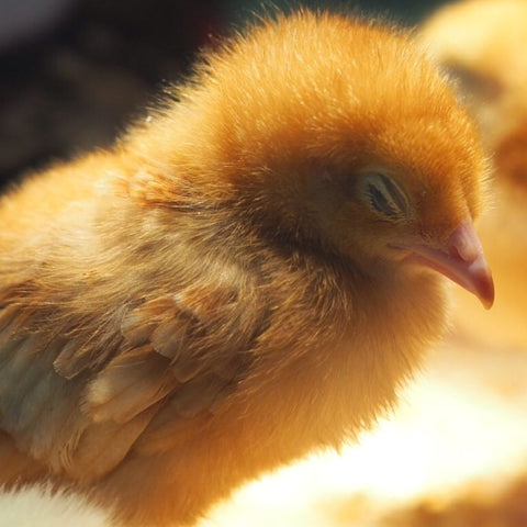 raising chickens