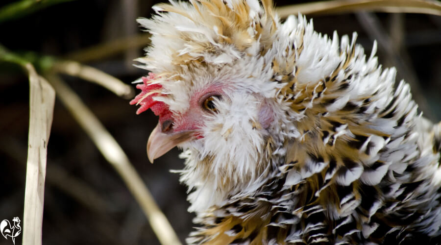How to Raise Black and Polish Chickens for High Egg Yields