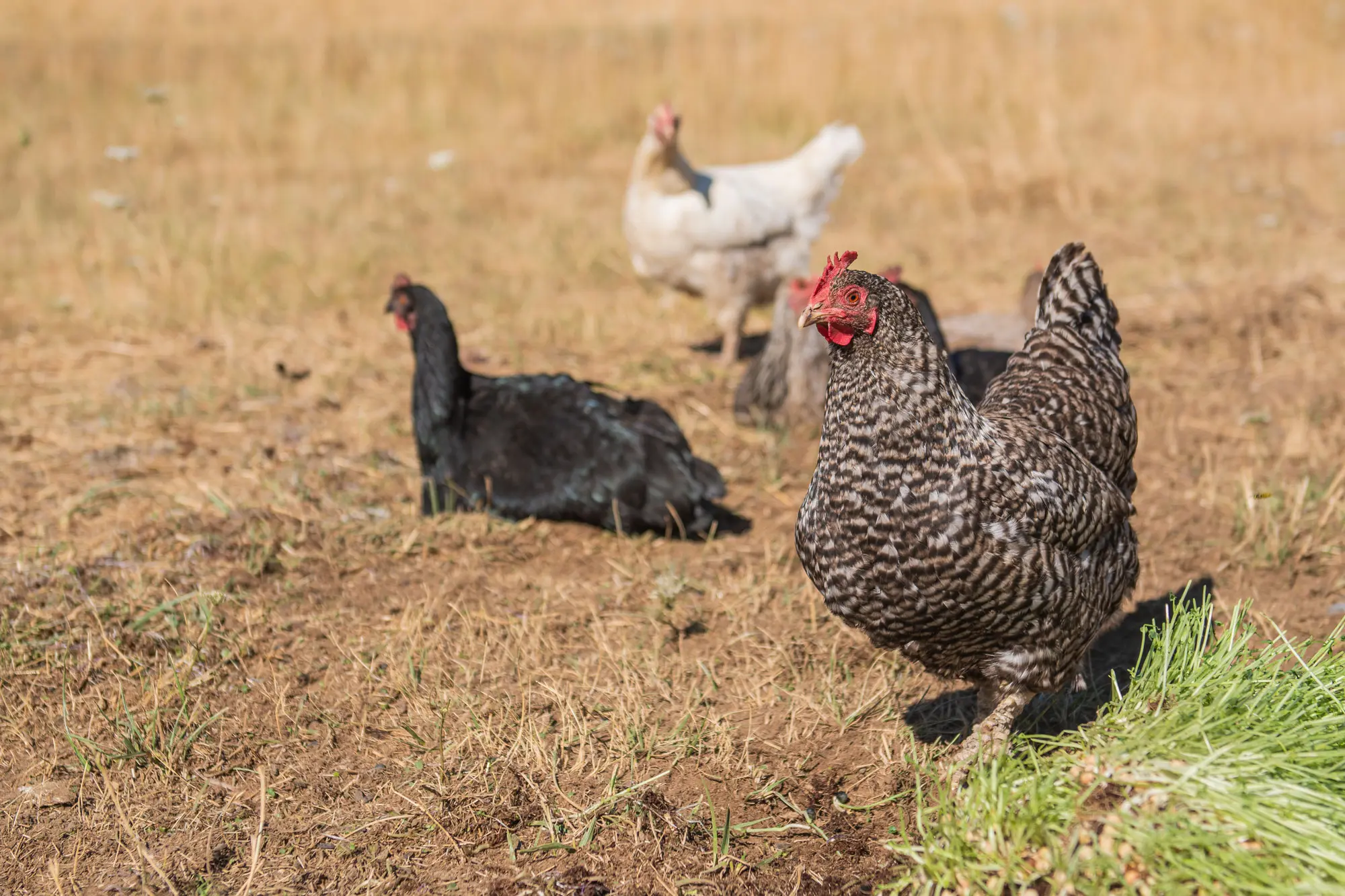 raising chickens