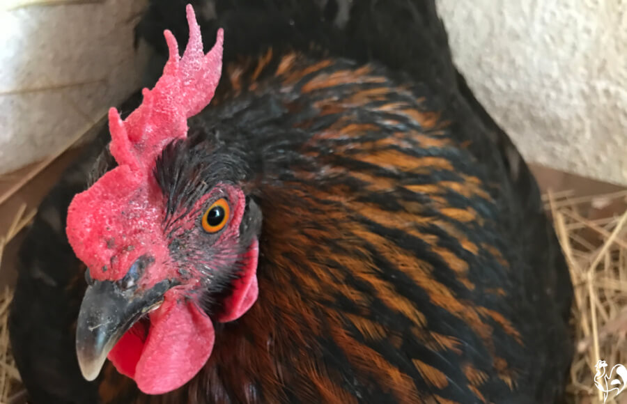 black chickens
