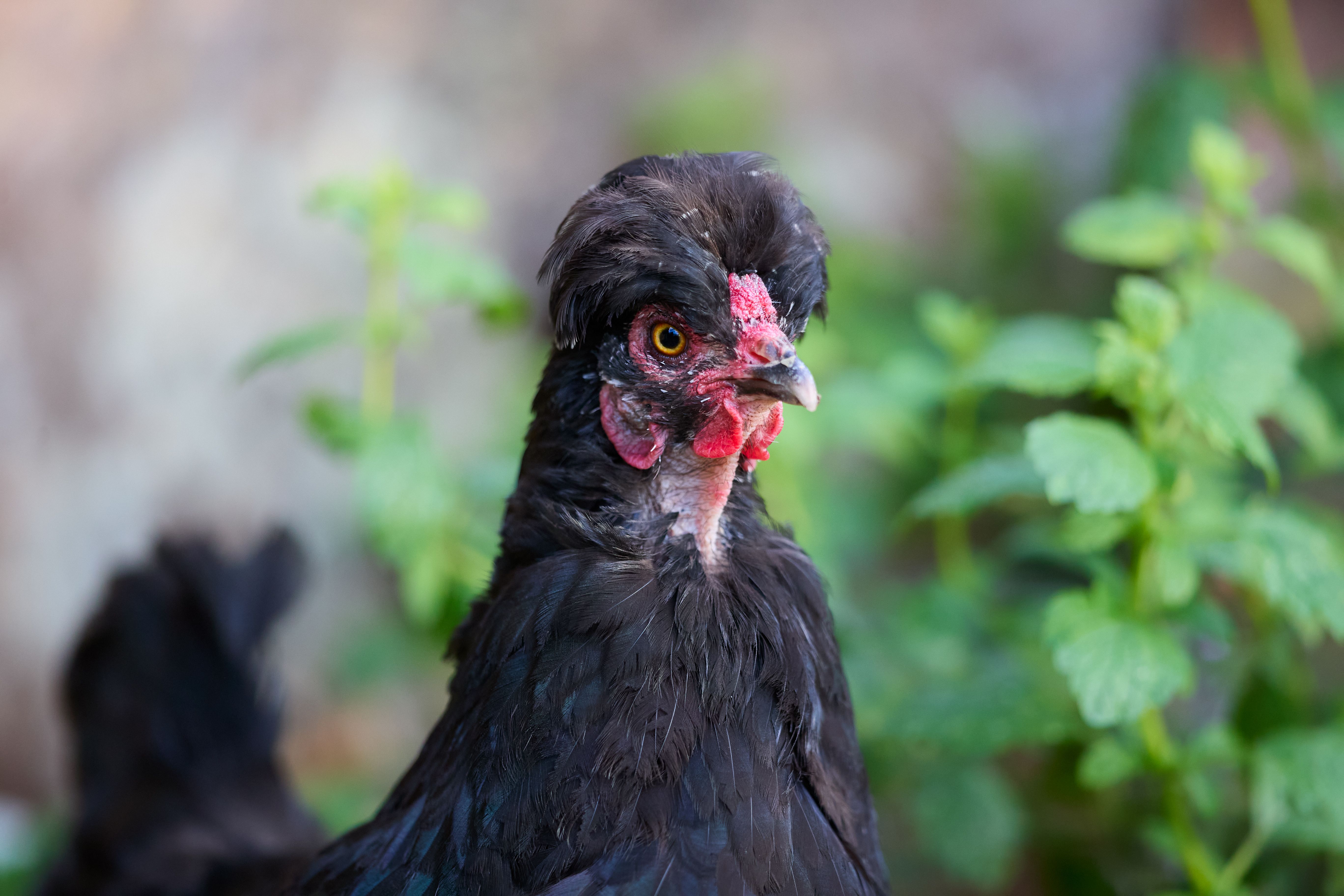 black chickens