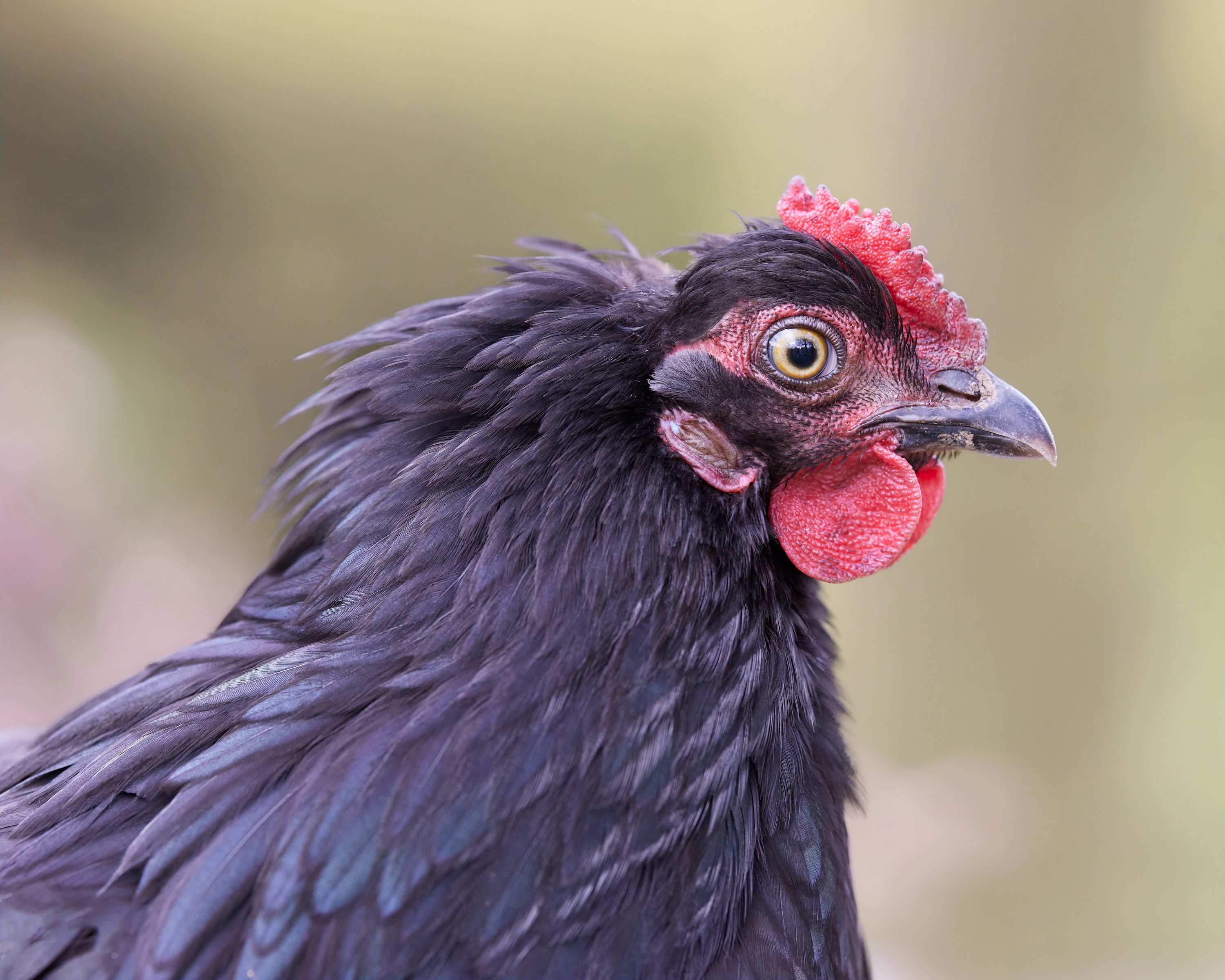 2026 guide: Raising Black Chickens and Polish Chickens for High Egg Production