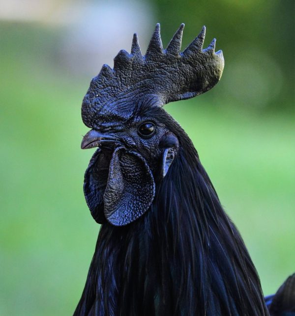 black chickens
