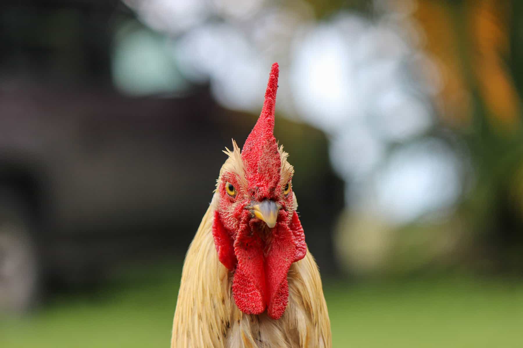 raising chickens