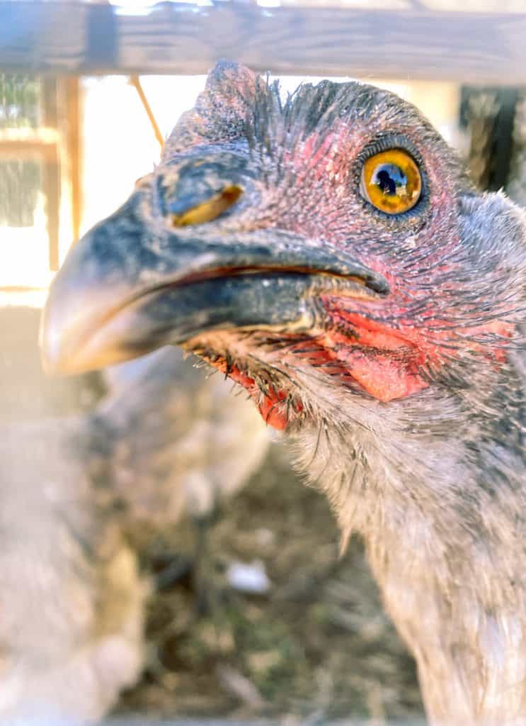 raising chickens