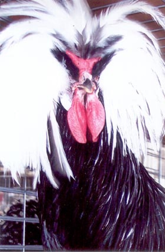 Polish chickens