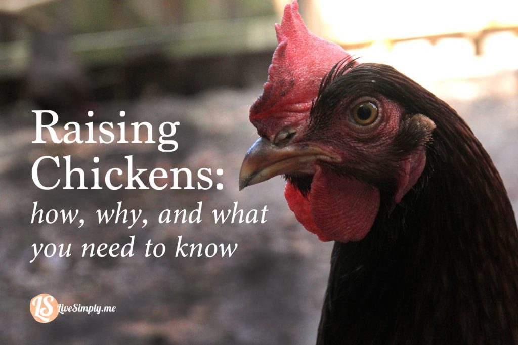raising chickens