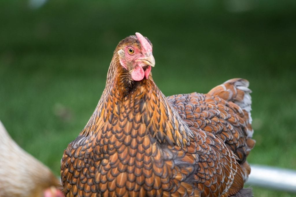 raising chickens