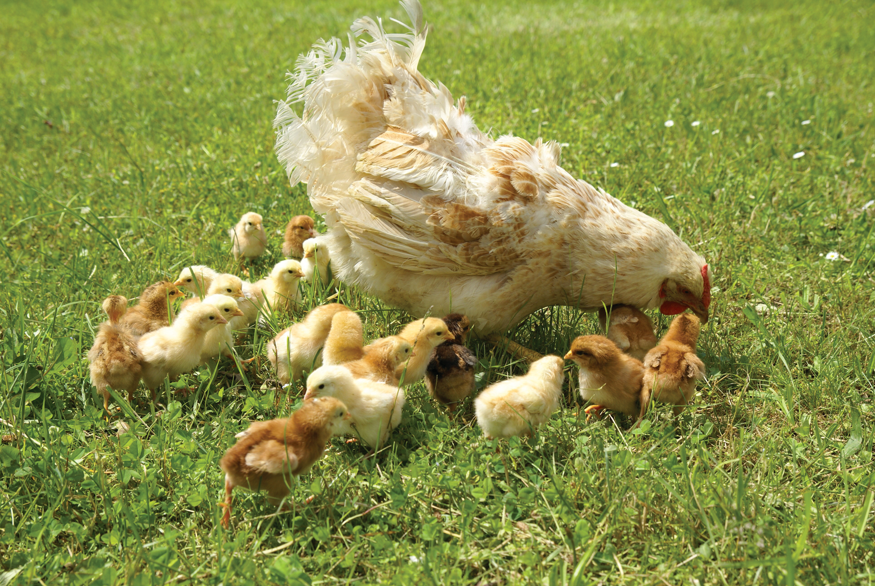 The to Raising Chickens