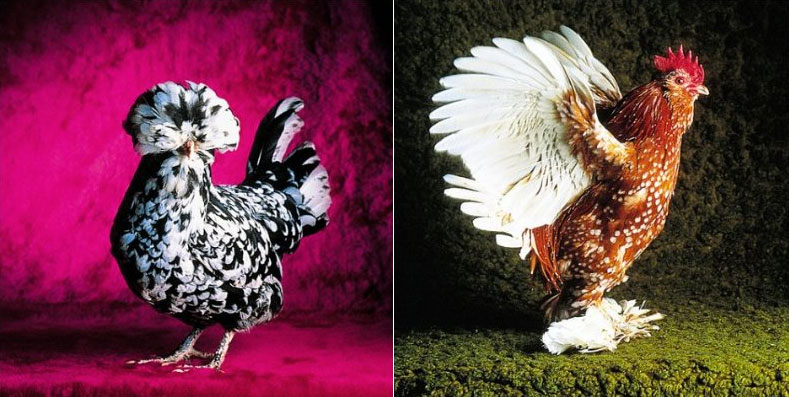 5 Fancy Chickens That Lay Blue Eggs for Your Homestead