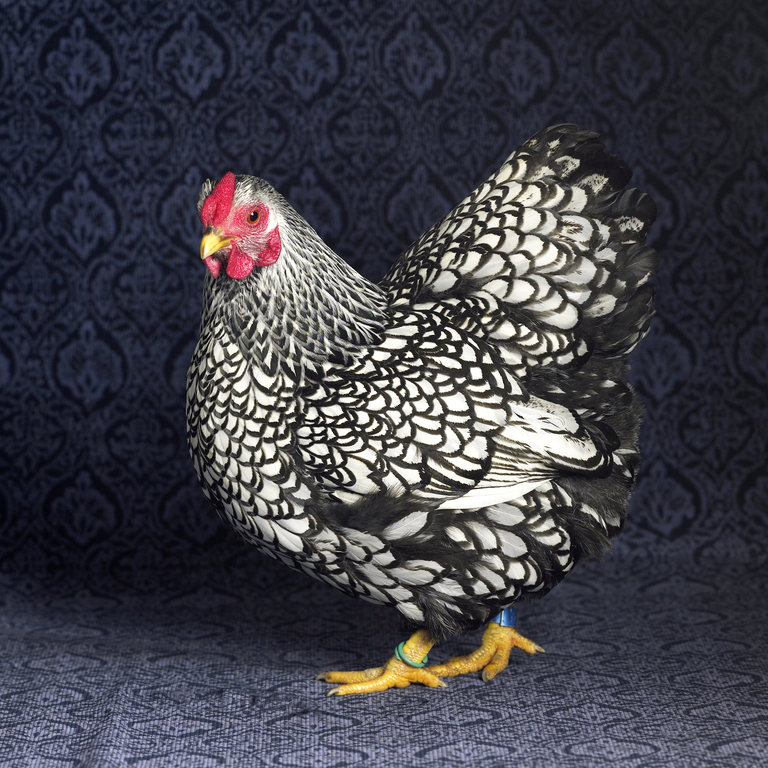fancy chickens