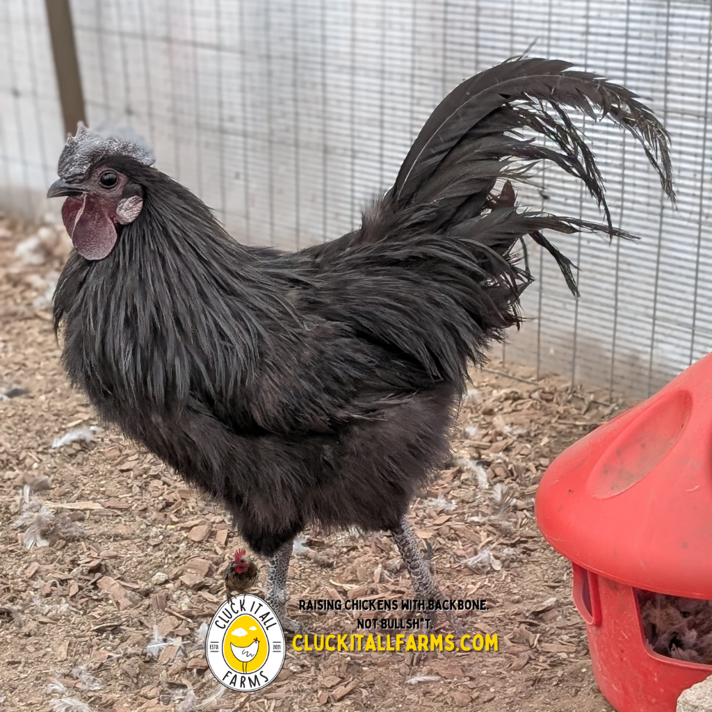 to Raising Black Chickens