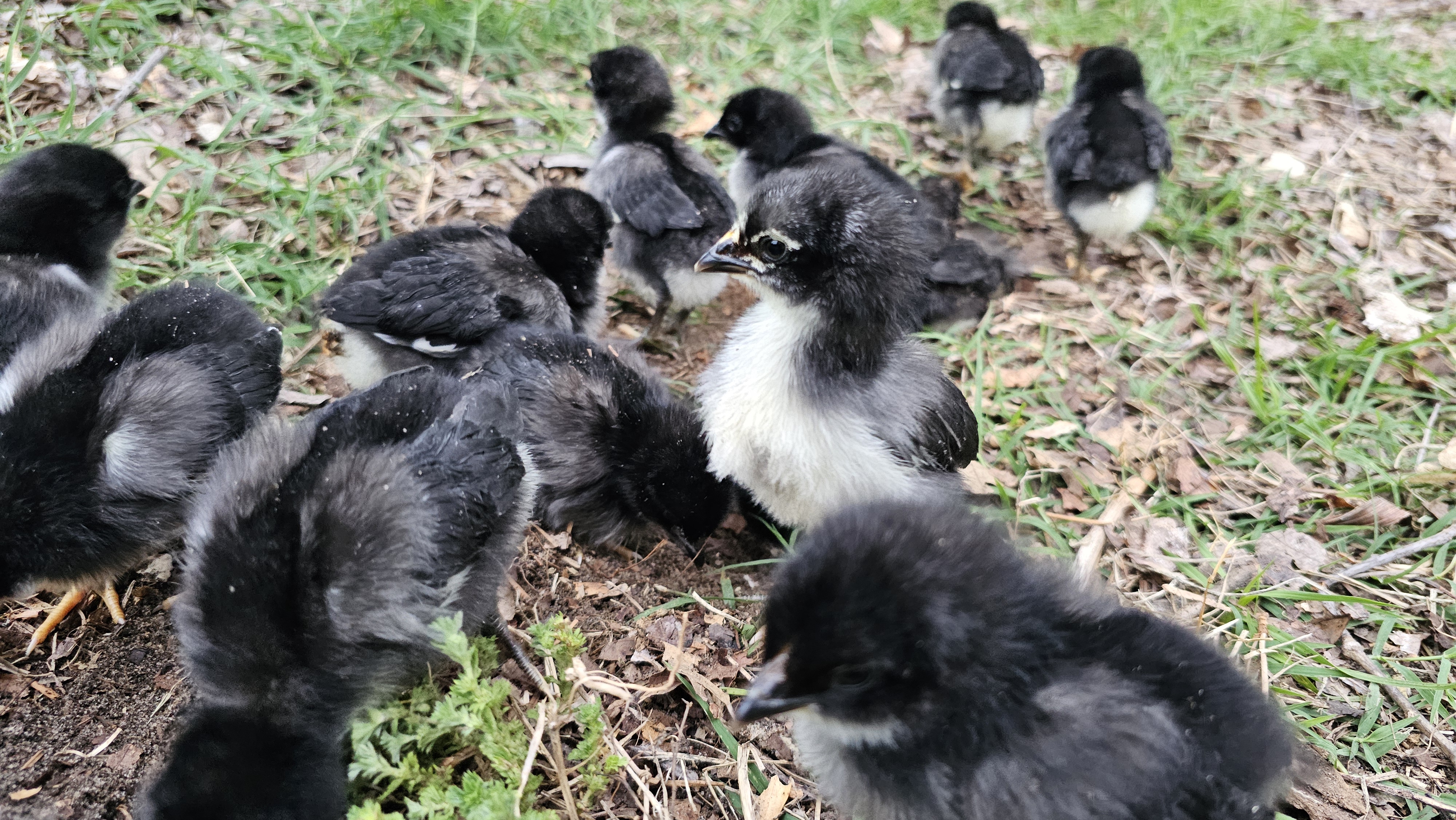 to Raising Black Chickens