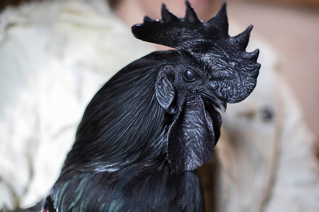 to Raising Black Chickens