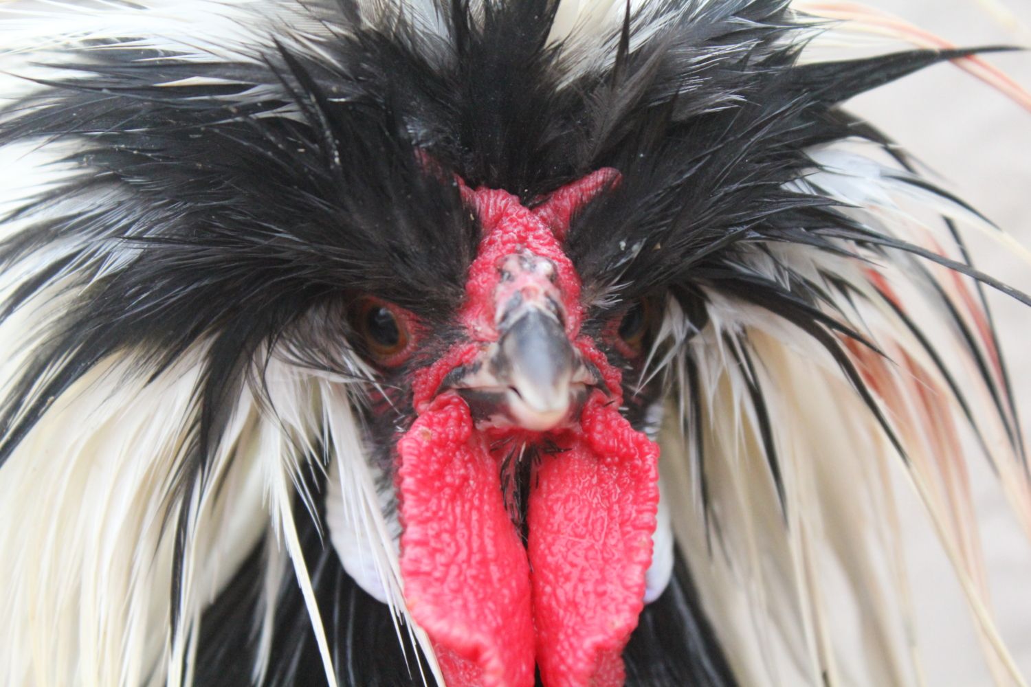 Polish chickens