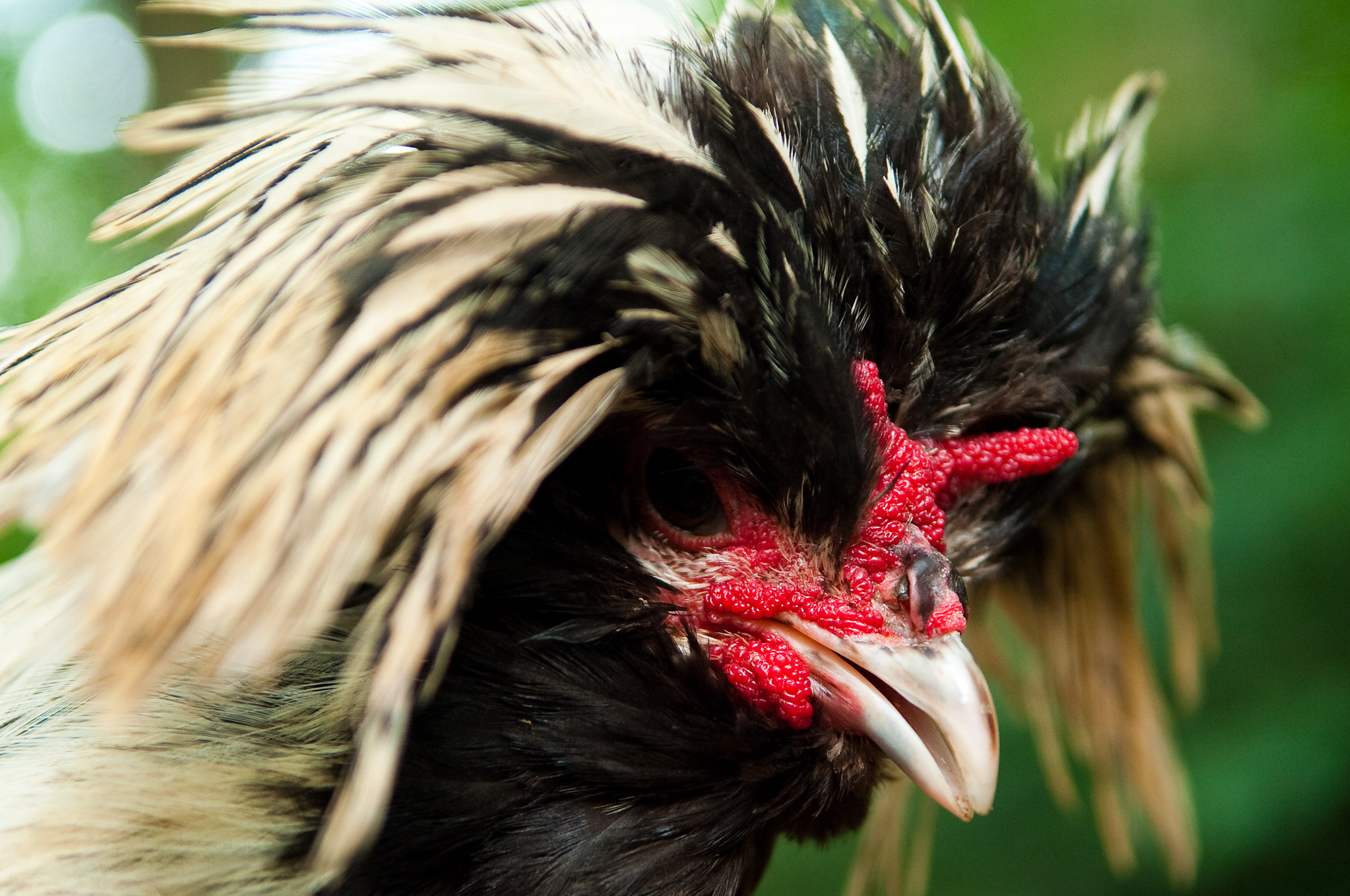 2026 guide: Why Polish Chickens and Black Breeds Are Dominating Urban Homesteads
