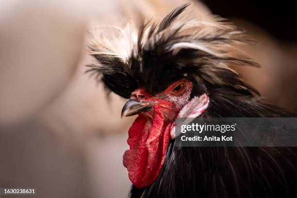 Polish chickens