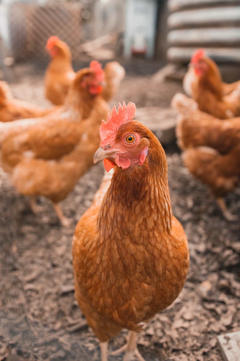 Polish chicken with crest in coop